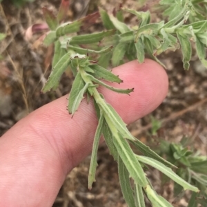 Epilobium hirtigerum at Coree, ACT - 6 Jan 2023