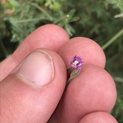 Epilobium billardiereanum subsp. cinereum (Hairy Willow Herb) at Coree, ACT - 6 Jan 2023 by Tapirlord