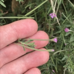 Epilobium billardiereanum subsp. cinereum at Coree, ACT - 6 Jan 2023