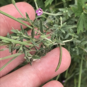 Epilobium billardiereanum subsp. cinereum at Coree, ACT - 6 Jan 2023