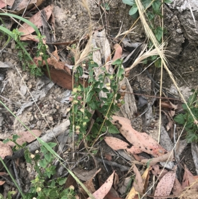 Scutellaria humilis (Dwarf Skullcap) at Woodstock Nature Reserve - 6 Jan 2023 by Tapirlord