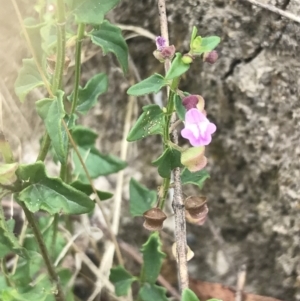 Scutellaria humilis at Coree, ACT - 6 Jan 2023 01:15 PM