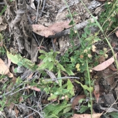 Scutellaria humilis at Coree, ACT - 6 Jan 2023