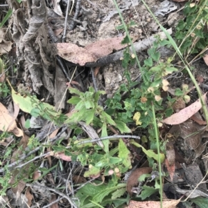 Scutellaria humilis at Coree, ACT - 6 Jan 2023