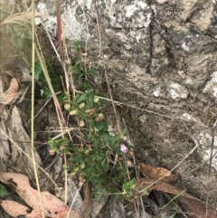 Scutellaria humilis at Coree, ACT - 6 Jan 2023 01:15 PM