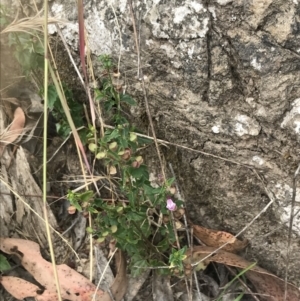 Scutellaria humilis at Coree, ACT - 6 Jan 2023
