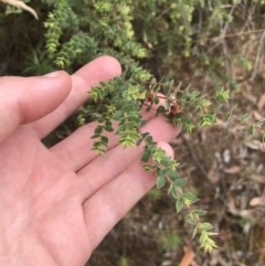 Pultenaea spinosa (Spiny Bush-pea, Grey Bush-pea) at Woodstock Nature Reserve - 6 Jan 2023 by Tapirlord