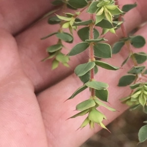 Pultenaea spinosa at Coree, ACT - 6 Jan 2023 01:10 PM