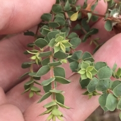 Pultenaea spinosa at Coree, ACT - 6 Jan 2023 01:10 PM