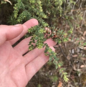 Pultenaea spinosa at Coree, ACT - 6 Jan 2023 01:10 PM