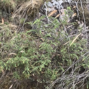 Pultenaea spinosa at Coree, ACT - 6 Jan 2023