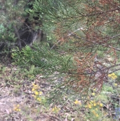 Callitris endlicheri (Black Cypress Pine) at Woodstock Nature Reserve - 6 Jan 2023 by Tapirlord