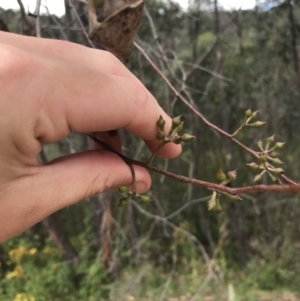 Eucalyptus macrorhyncha at Woodstock Nature Reserve - 6 Jan 2023 01:01 PM