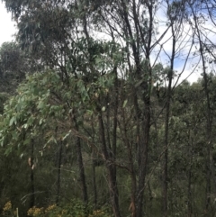 Eucalyptus macrorhyncha at Woodstock Nature Reserve - 6 Jan 2023 01:01 PM