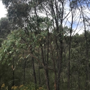 Eucalyptus macrorhyncha at Woodstock Nature Reserve - 6 Jan 2023