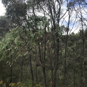 Eucalyptus macrorhyncha at Woodstock Nature Reserve - 6 Jan 2023 01:01 PM