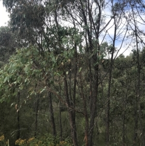 Eucalyptus macrorhyncha at Coree, ACT - 6 Jan 2023