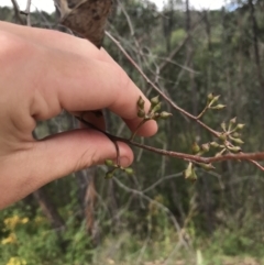 Eucalyptus macrorhyncha at Woodstock Nature Reserve - 6 Jan 2023 01:01 PM