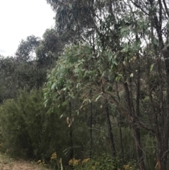 Eucalyptus macrorhyncha at Woodstock Nature Reserve - 6 Jan 2023