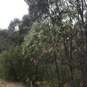 Eucalyptus macrorhyncha at Coree, ACT - 6 Jan 2023