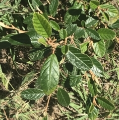 Pomaderris betulina subsp. actensis (Canberra Pomaderris) at Woodstock Nature Reserve - 6 Jan 2023 by Tapirlord