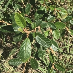 Pomaderris betulina subsp. actensis at Coree, ACT - 6 Jan 2023