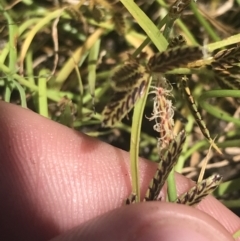 Cyperus sanguinolentus (A Sedge) at Woodstock Nature Reserve - 6 Jan 2023 by Tapirlord