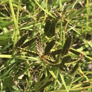 Cyperus sanguinolentus at Coree, ACT - 6 Jan 2023