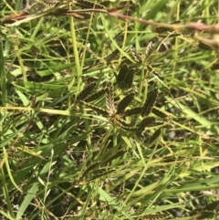 Cyperus sanguinolentus at Coree, ACT - 6 Jan 2023