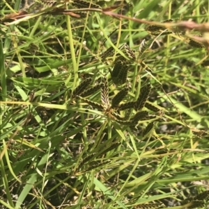 Cyperus sanguinolentus at Coree, ACT - 6 Jan 2023