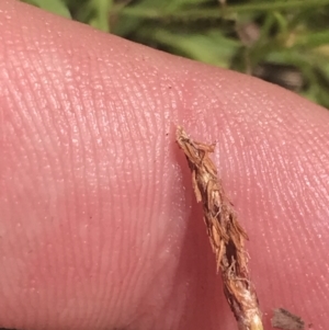 Eleocharis atricha at Strathnairn, ACT - 6 Jan 2023