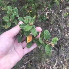 Pomaderris subcapitata at Coree, ACT - 6 Jan 2023 by Tapirlord