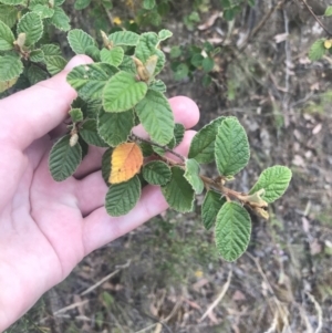 Pomaderris subcapitata at Coree, ACT - 6 Jan 2023