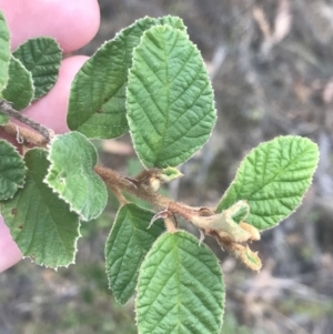 Pomaderris subcapitata at Coree, ACT - 6 Jan 2023