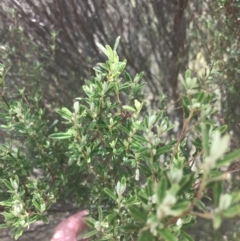 Pomaderris angustifolia (Pomaderris) at Woodstock Nature Reserve - 6 Jan 2023 by Tapirlord