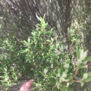 Pomaderris angustifolia at Coree, ACT - 6 Jan 2023