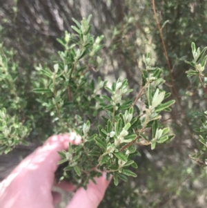 Pomaderris angustifolia at Coree, ACT - 6 Jan 2023