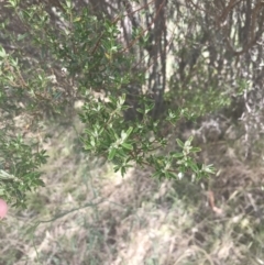 Pomaderris angustifolia at Coree, ACT - 6 Jan 2023