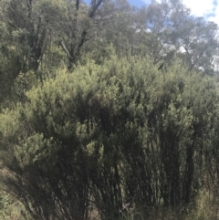 Pomaderris angustifolia at Coree, ACT - 6 Jan 2023