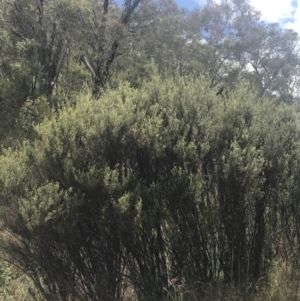 Pomaderris angustifolia at Coree, ACT - 6 Jan 2023