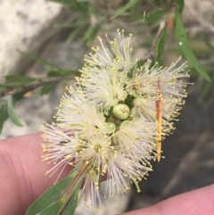 Callistemon sieberi (River Bottlebrush) at Stromlo, ACT - 6 Jan 2023 by Tapirlord