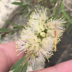 Callistemon sieberi at Stromlo, ACT - 6 Jan 2023