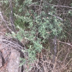 Pomaderris angustifolia (Pomaderris) at Stromlo, ACT - 5 Jan 2023 by Tapirlord