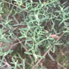 Pomaderris angustifolia at Stromlo, ACT - 6 Jan 2023