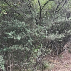 Pomaderris angustifolia at Stromlo, ACT - 6 Jan 2023