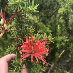 Grevillea juniperina subsp. fortis (Grevillea) at Stromlo, ACT - 6 Jan 2023 by Tapirlord