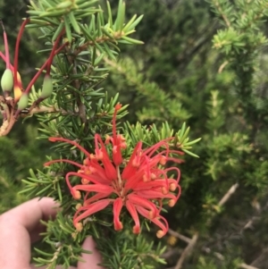 Grevillea juniperina subsp. fortis at Stromlo, ACT - 6 Jan 2023 10:52 AM