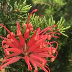 Grevillea juniperina subsp. fortis at Stromlo, ACT - 6 Jan 2023 10:52 AM