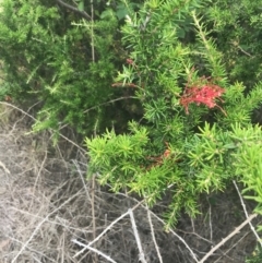 Grevillea juniperina subsp. fortis at Stromlo, ACT - 6 Jan 2023 10:52 AM