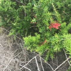 Grevillea juniperina subsp. fortis at Stromlo, ACT - 6 Jan 2023